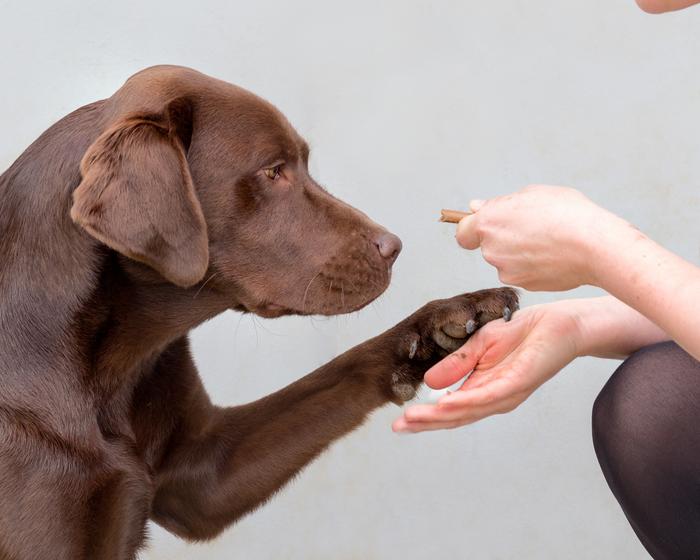 Scientists identify genes that make humans and Labradors more likely to ...