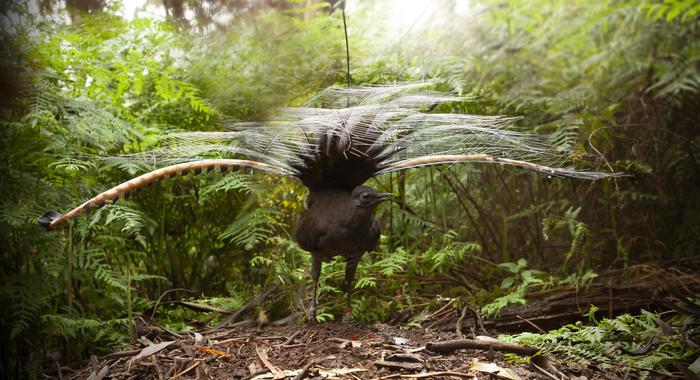 Lyrebirds Australia menanam makanan mereka di pertanian skala hutan