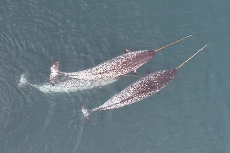 Unicorn of the Sea: Drone mengungkapkan perilaku gading yang belum pernah dilihat sebelumnya