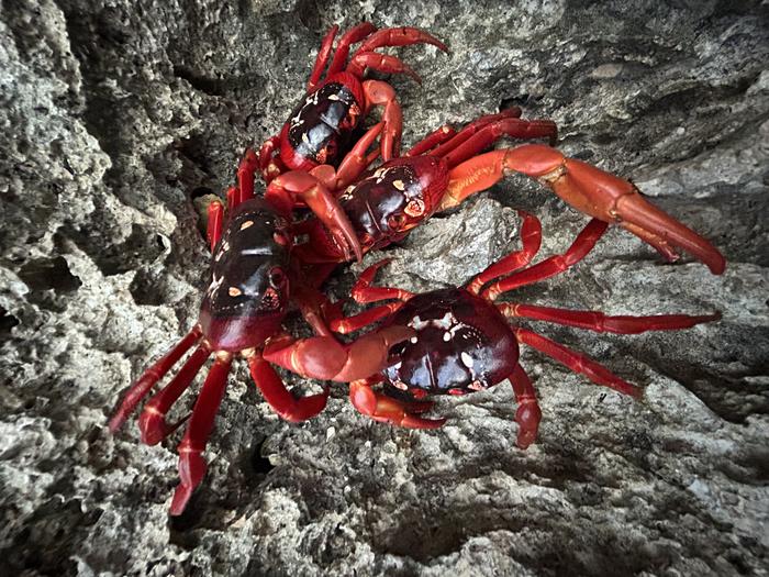 Iconic Red Crabs Show Surprising Resilience to Climate-Driven Ocean Changes