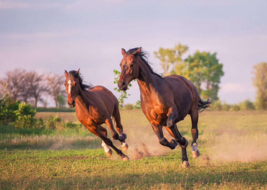 Two horses are running on the field