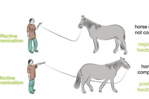 Diagram showing how Equine-Assisted Interventions (EAIs) work.