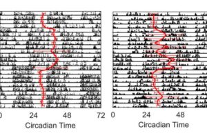 Researchers at the University of Michigan monitored step counts (black) and circadian rhythms (red) in two medical interns. The contrasting graphs reveal how shift work impacts individuals differently across the seasons.