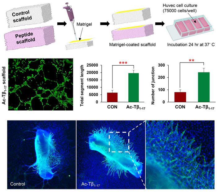 When Ac-Tβ1-17 was coated onto a peptide scaffold or applied to the metatarsal bone of mice, it exhibited excellent angiogenic effects, demonstrating its strong
