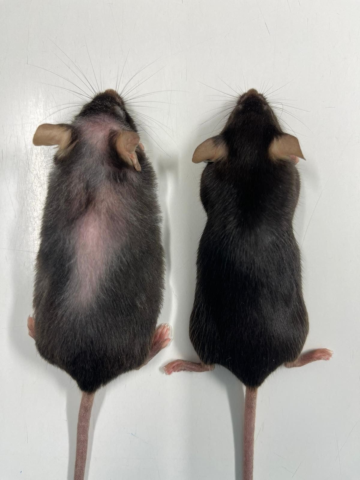 Anti-ageing drug helps mice live longer, raising hopes for humans