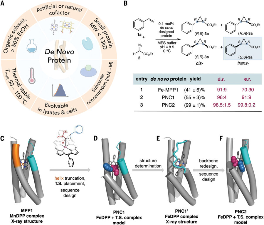 Custom Enzymes Built From Scratch Outperform Nature