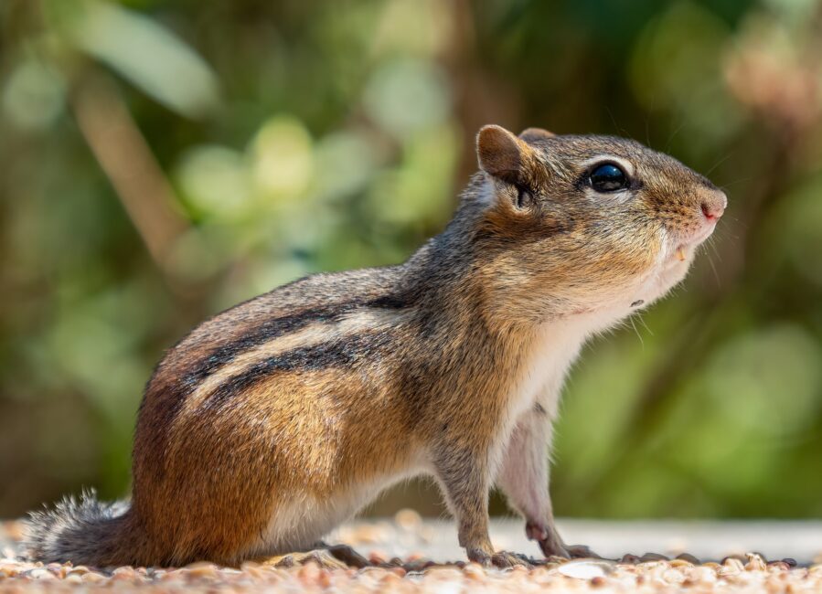 Chipmunk with stuffed cheeks