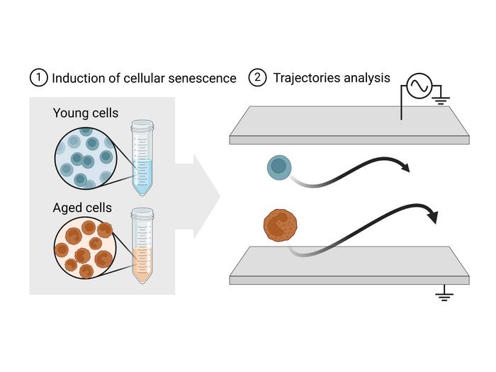 Young and aged cells can be told apart by applying an alternating electric field and analyzing how they move.