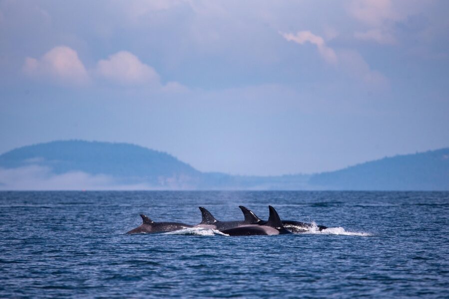 breached orcas