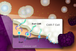 Because the Eva1 molecule is small and sits close to the cell surface, Eva1CAR-T cells can form stronger immune synapses—the contact points between immune cells and tumor cells. These robust synapses enhance signaling inside the CAR-T cells, boosting their production of cytokines and their ability to multiply. Cytokines help destroy cancer cells and attract other immune cells to attack the tumor.