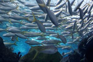 school of fish