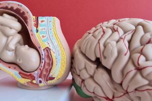 Models of a fetus in the womb and of the brain Credit: Nadzeya Haroshka (Getty Images)
