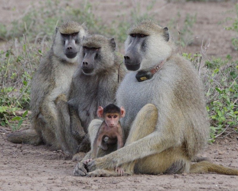 An adult male and infant baboon in the Amboseli ecosystem, Kenya.