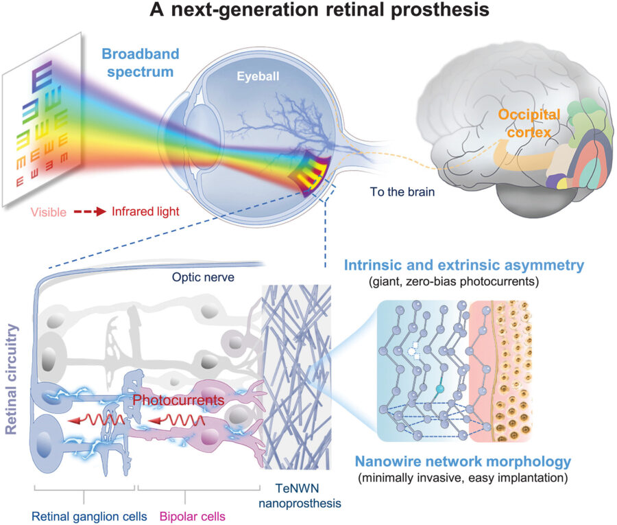 Nanowire Eye Implants Give Blind Mice Infrared Vision