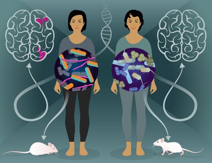 In a twin study, researchers successfully characterized gut bacteria involved in multiple sclerosis and provided evidence of their pathogenicity.