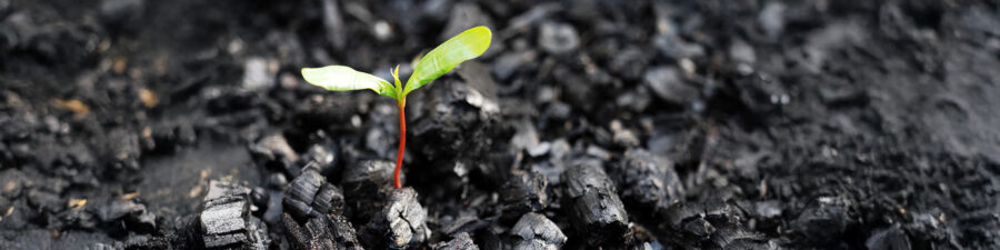 Life after death, green sprout on the coals after the fire. Rebirth of nature after the fire. Rebirth concept