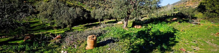 Turning local know-how into European solutions for smarter bio-based farming