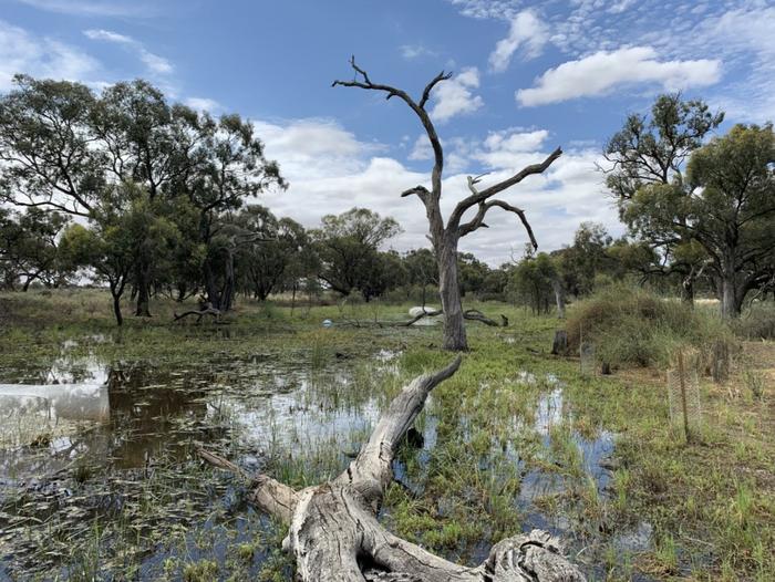 Image of restored wetland.