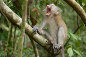 Long-tailed macaque