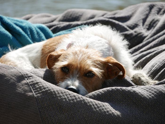New study finds no lasting impact of pandemic pet ownership on human well-being