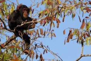 A young male chimp feeds on woodland seeds.