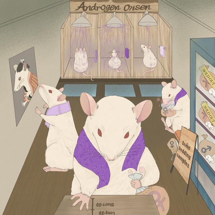 This illustration, styled like a traditional Japanese ukiyo-e print, uses a rat’s environment as a metaphor to show how exposure to male hormones before birth m
