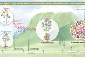 The potato family, Petota, came from a natural cross between tomato plants and a group called Etuberosum about 8 to 9 million years ago, during the time the Andes Mountains were rising. The offspring inherited different sets of genes from each parent, and this mix helped them develop tubers—underground storage organs like those found in modern potatoes. That key trait helped these plants spread quickly into new environments and evolve into many different species.
