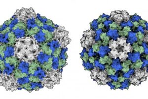 Side-by-side illustration of the cowpea mosaic virus (CPMV, left), which has potent cancer-fighting effects, and the closely related cowpea cholorotic virus (CCMV, right), which does not exhibit anti-tumor effects.
