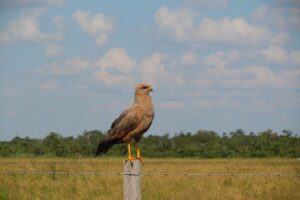 This widespread species invades formerly forested areas after clearance for cattle pasture - a winner when land is converted.