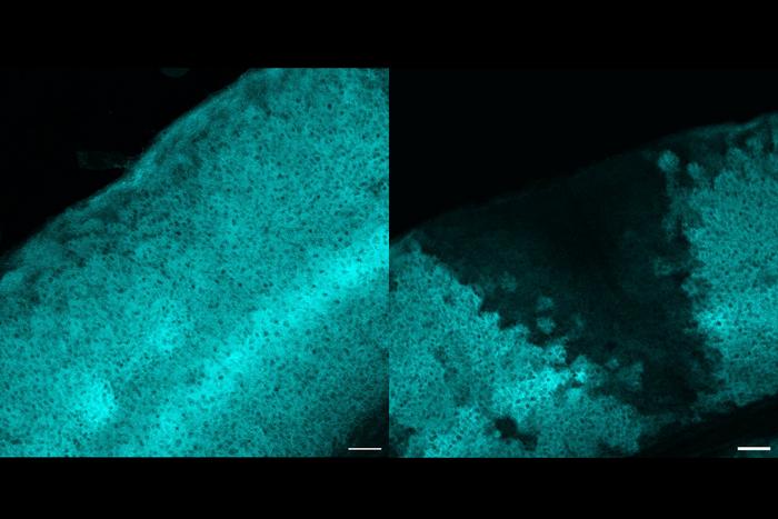 Images produced during the research show the effect of the team’s knockout of the protein Gat3. The left image of an experimental control shows the mouse cortex when the protein was not knocked out, but on the right the knockout virtually eliminated the protein specifically in the visual cortex (dark wedge).