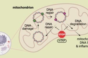 The developed probe exclusively reacts with mitochondrial DNA repair intermediates and modulates the DNA repair and degradation processes, reducing mitochondrial DNA loss.