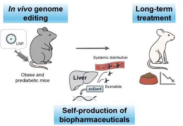 System for In Vivo Genome Editing–Mediated Exenatide Production and Its Therapeutic Application in Obese Mice
