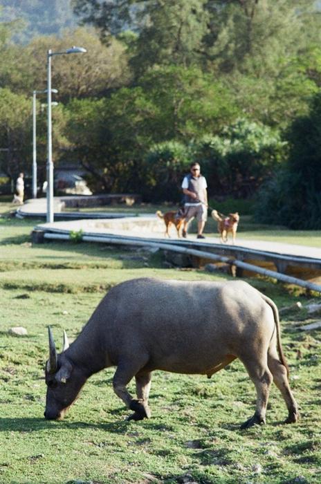 Familiarity with wildlife in rural areas often leads to more positive perceptions, the findings suggest.