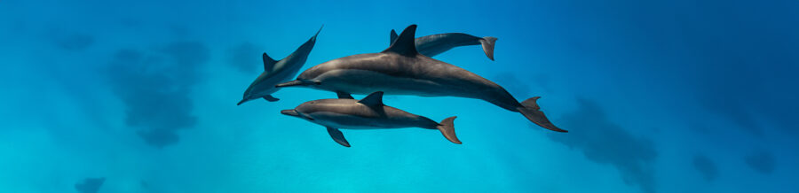 pod of Spinner dolphins (Stenella longirorstris) swimming over sand in Sataya reef, Egypt, Red Sea