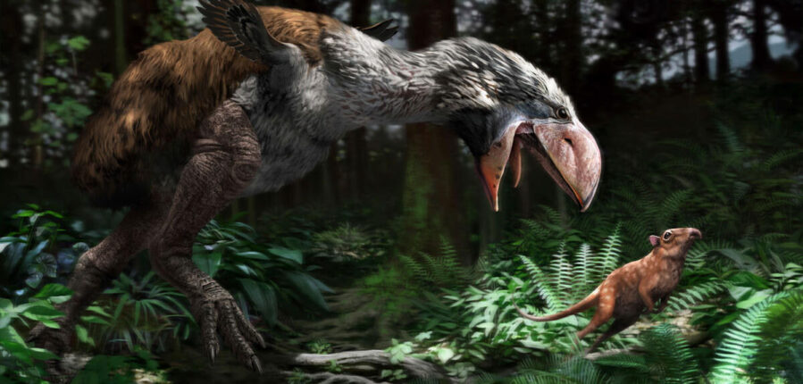 gastornis gigante and its prey