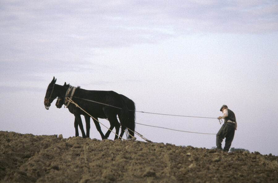 Plow agriculture often contributed to ancient inequalities—but not in the Carpathian Basin.DE AGOSTINI PICTURE LIBRARY via Getty Images