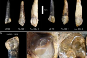 Panel a shows the Ledi-Geraru LD 760-115979 right canine compared with mirrored left canines from Hadar A. afarensis. Panels b–d compare the LD 760 tooth with a right canine from A. afarensis and a mirrored left canine from A. garhi. The LD 760 canine has a simple, chisel-like wear pattern, unlike the multi-faceted wear of A. afarensis or the broad curved basin seen in A. garhi. Images are oriented to emphasize these differences and are not to scale. Fossil photos of the A. garhi holotype courtesy of the Middle Awash research project.