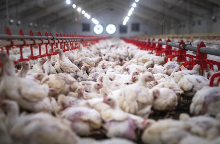 chickens at a commercial facility