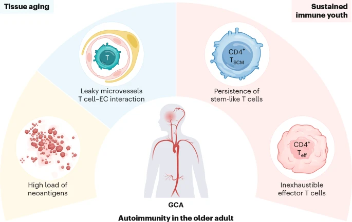 Immune Youthfulness in Seniors Can Raise Autoimmune Risk