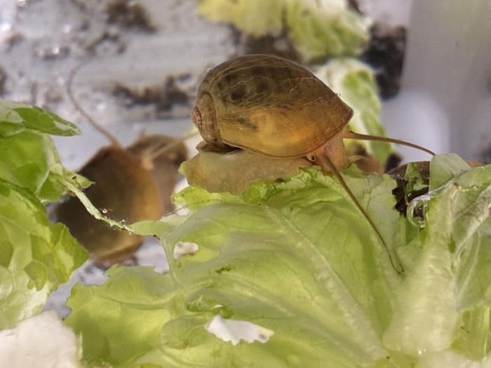 The golden apple snail has camera-type eyes that are fundamentally similar to the human eye.