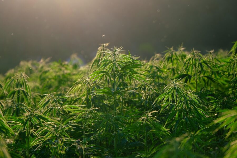 cannabis plants