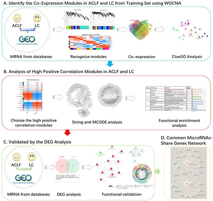 DEG, differentially expressed gene; LC, liver cirrhosis; ACLF, acute-on-chronic liver failure; GEO, Gene Expression Omnibus Database; MRNA, messenger RNA