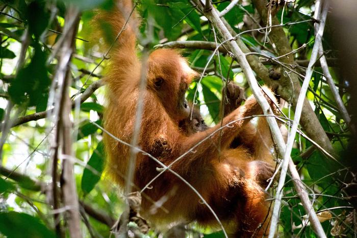 Tree-Top Lessons: Orangutans Study, Copy, And Practice Bed Building