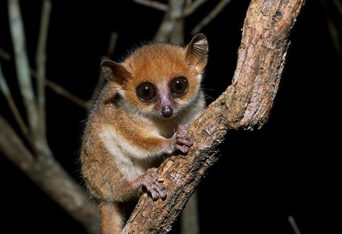 de: Madame Berthes Mausmaki (Microcebus berthae), der kleinste lebende Primat der Welt, wurde 1993 von DPZ-Forschern in Westmadagaskar entdeckt.en: Berthe's Mou
