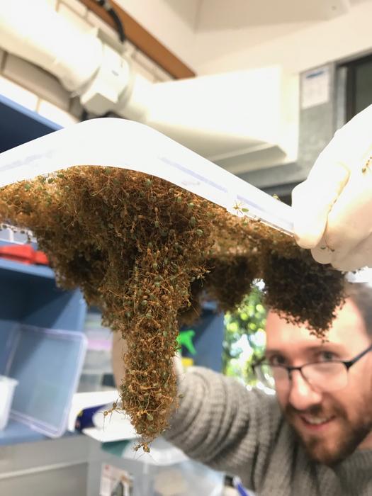Dr Chris Reid with weaver ants in laboratory