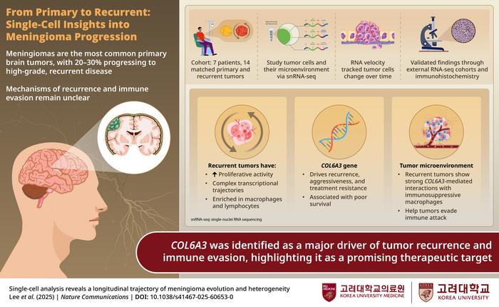 New study uses single-cell transcriptomics to map how meningiomas evolve from primary to recurrent states