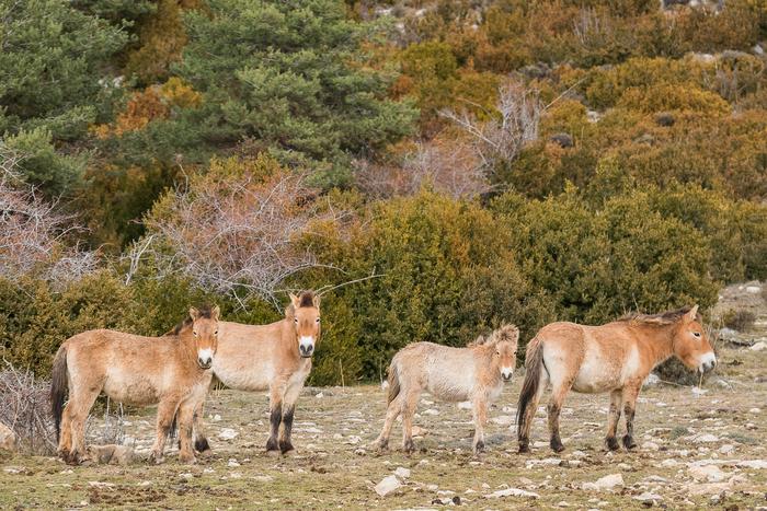 Horses Could Be Secret Weapon Against Mediterranean Wildfires