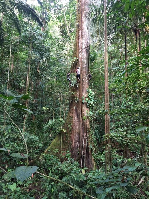 Scientists in Colombia measuring a giant Ceiba tree