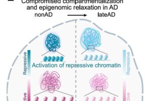 A figure from the paper illustates a key finding of "compromised compartmentalization": chromatin that was locking genes down in health became more open in Alzheimer's, while chromatin that was open became more locked down.