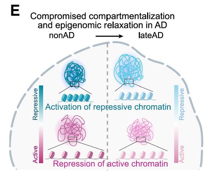 A figure from the paper illustates a key finding of "compromised compartmentalization": chromatin that was locking genes down in health became more open in Alzheimer's, while chromatin that was open became more locked down.